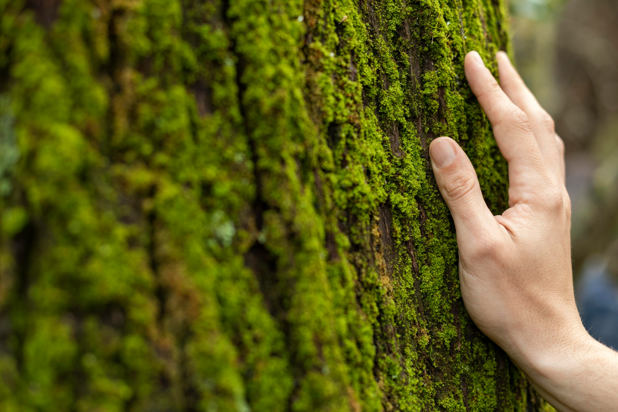 Hand touching mossy tree